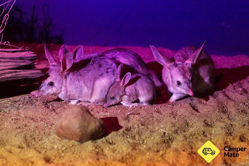 Charleville Bilby Experience