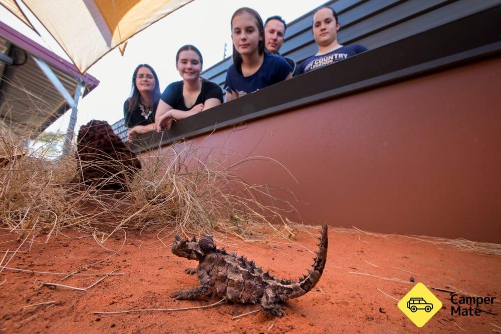 Alice Springs Reptile Centre - 4