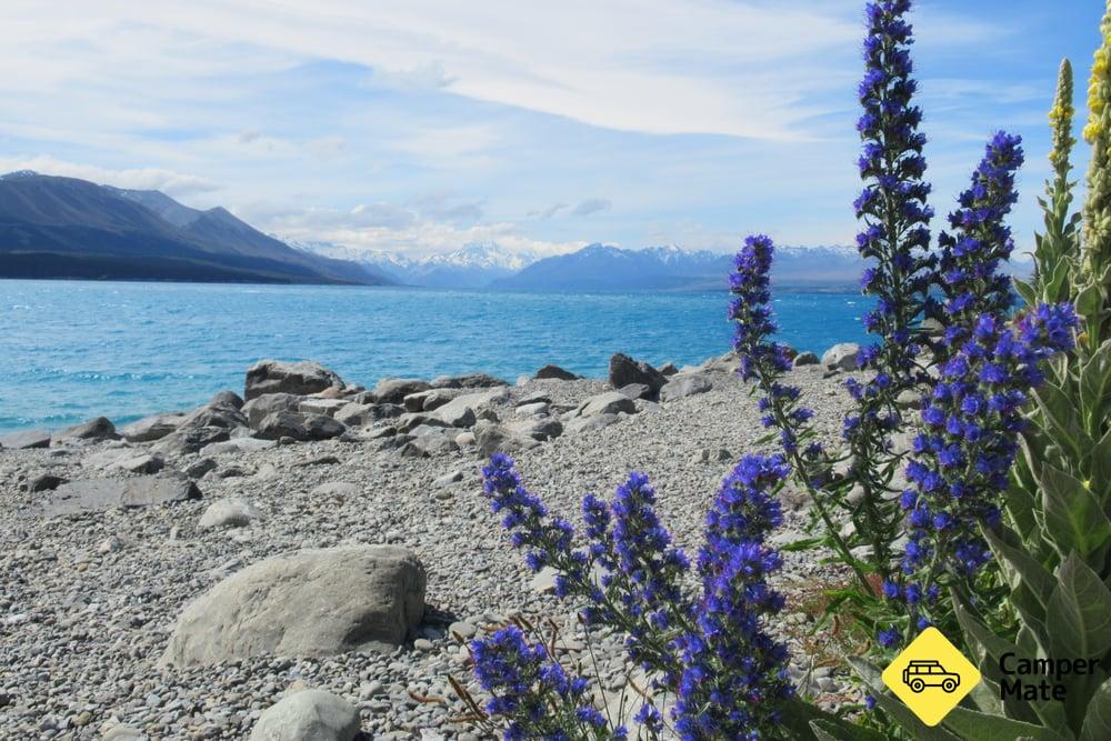 Lake Pukaki Reserve - The Pines - 6