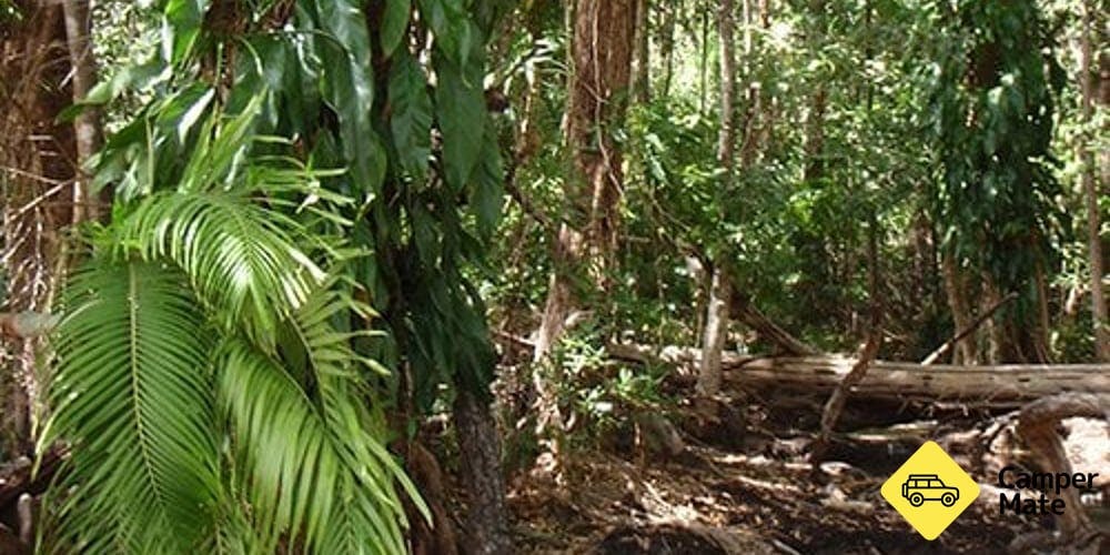 Manngarre Rainforest Walk