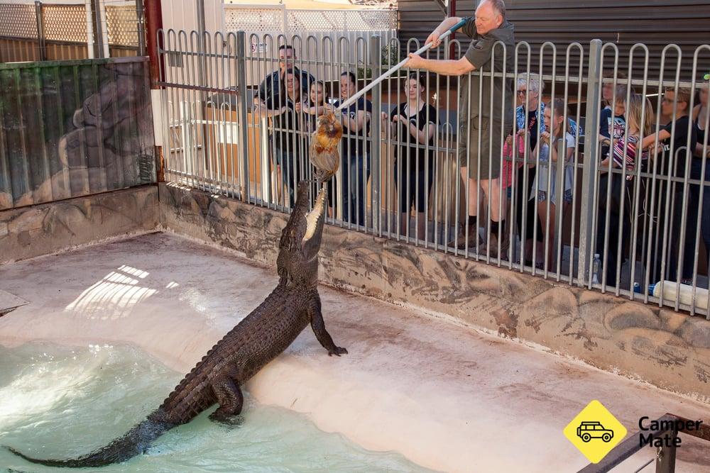 Alice Springs Reptile Centre - 2