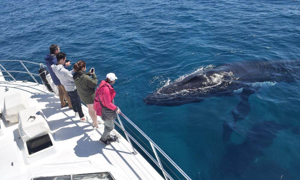 Whale Watching