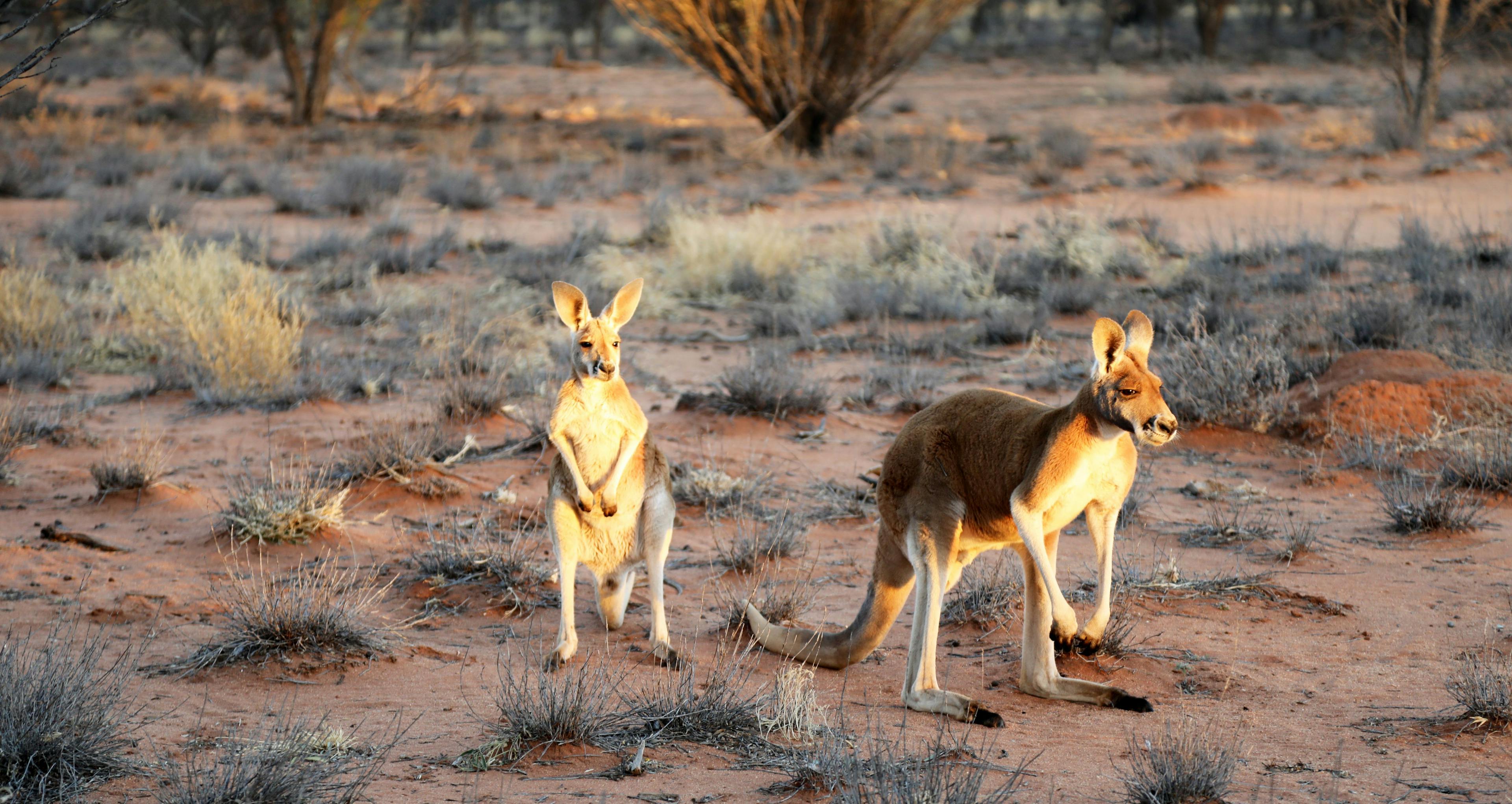 Uncover the heart of Australia: Explore Alice Springs' rich culture