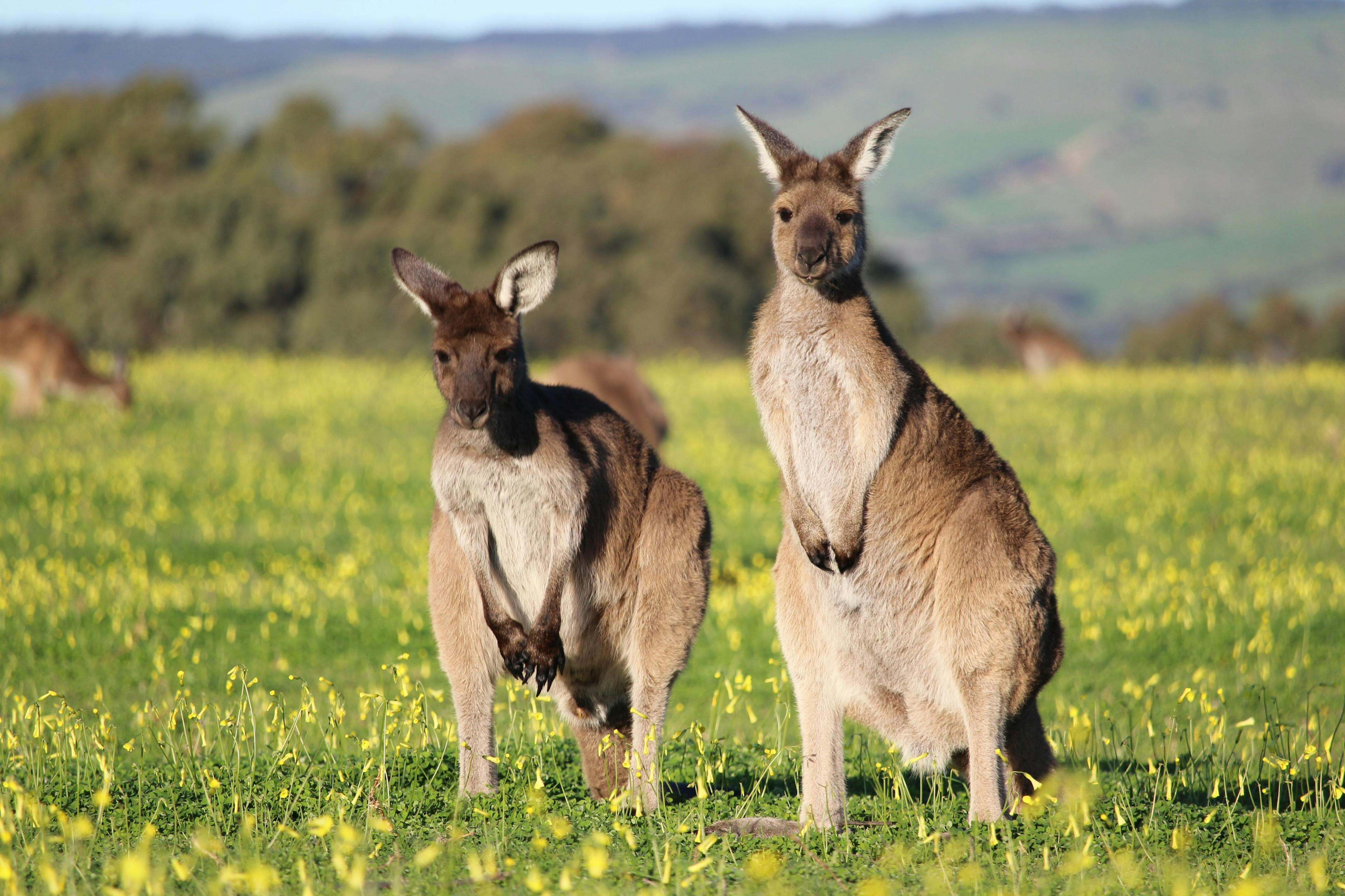 The 5 Best Australian Regions to See in Spring