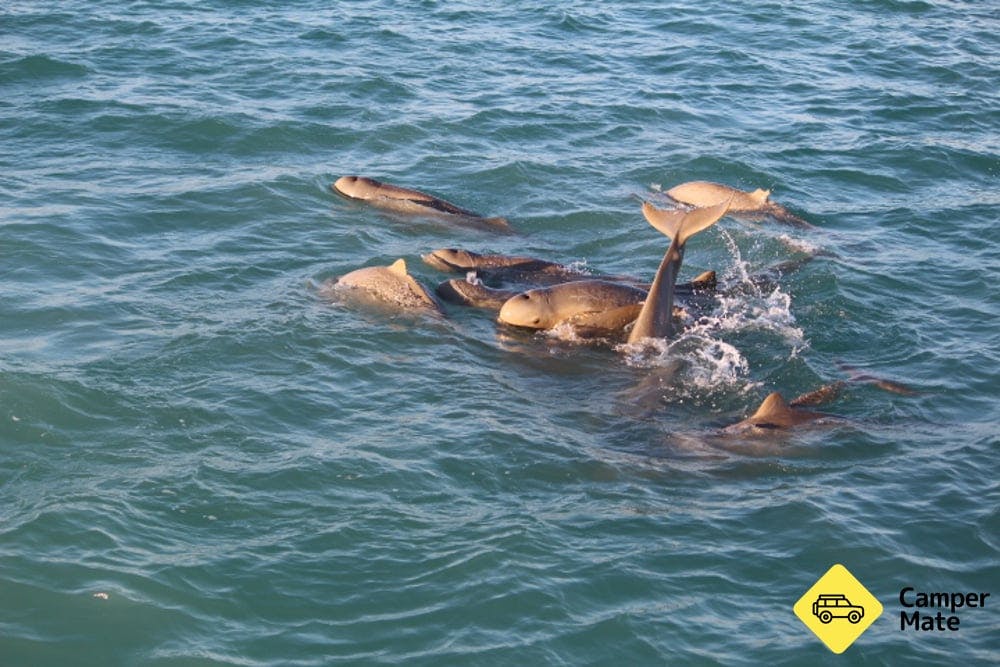 Sunset Coastal Cruise with Snubfin Dolphins