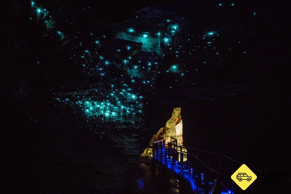 Waitomo Glowworm Caves - 2