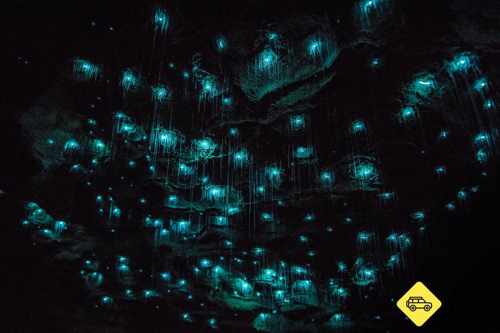 Waitomo Glowworm Caves - 0