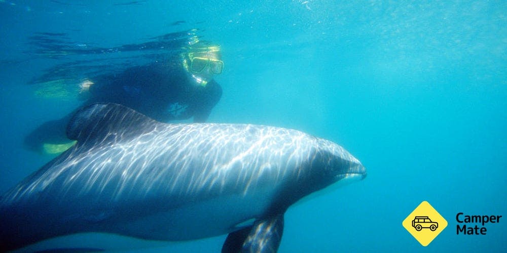 Akaroa Dolphin Swim Experience