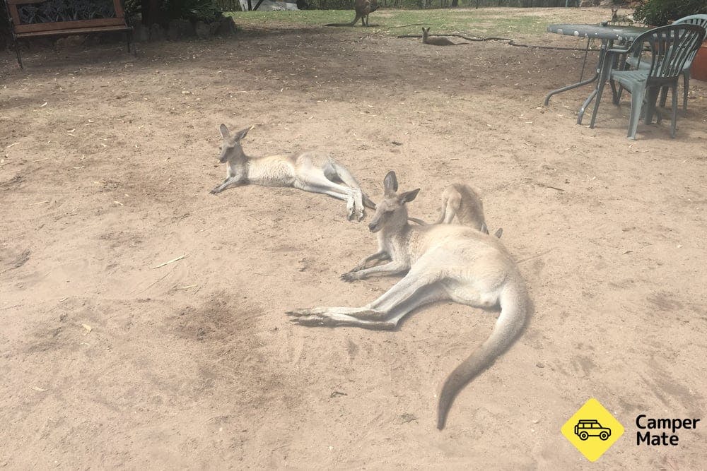 Horizons Kangaroo Sanctuary - 16