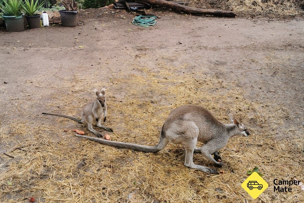 Horizons Kangaroo Sanctuary - 14