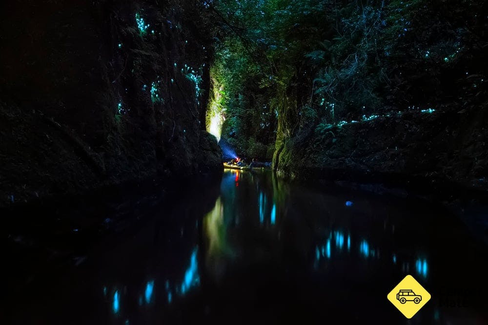 Waimarino Tauranga Glow Worm Kayak Tour