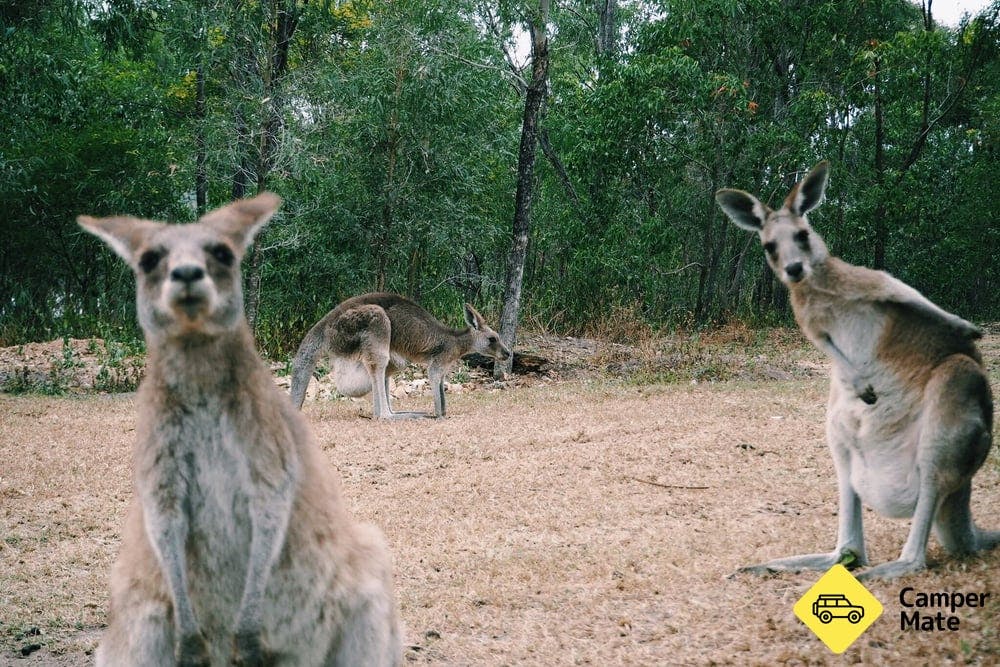 Horizons Kangaroo Sanctuary - 20