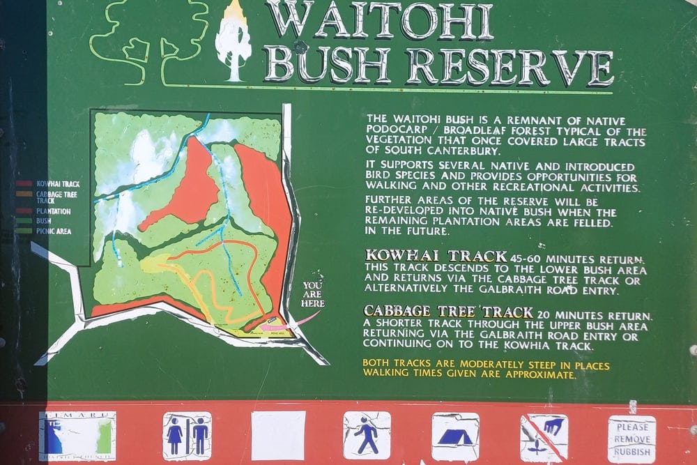 Waitohi Bush Reserve - 6