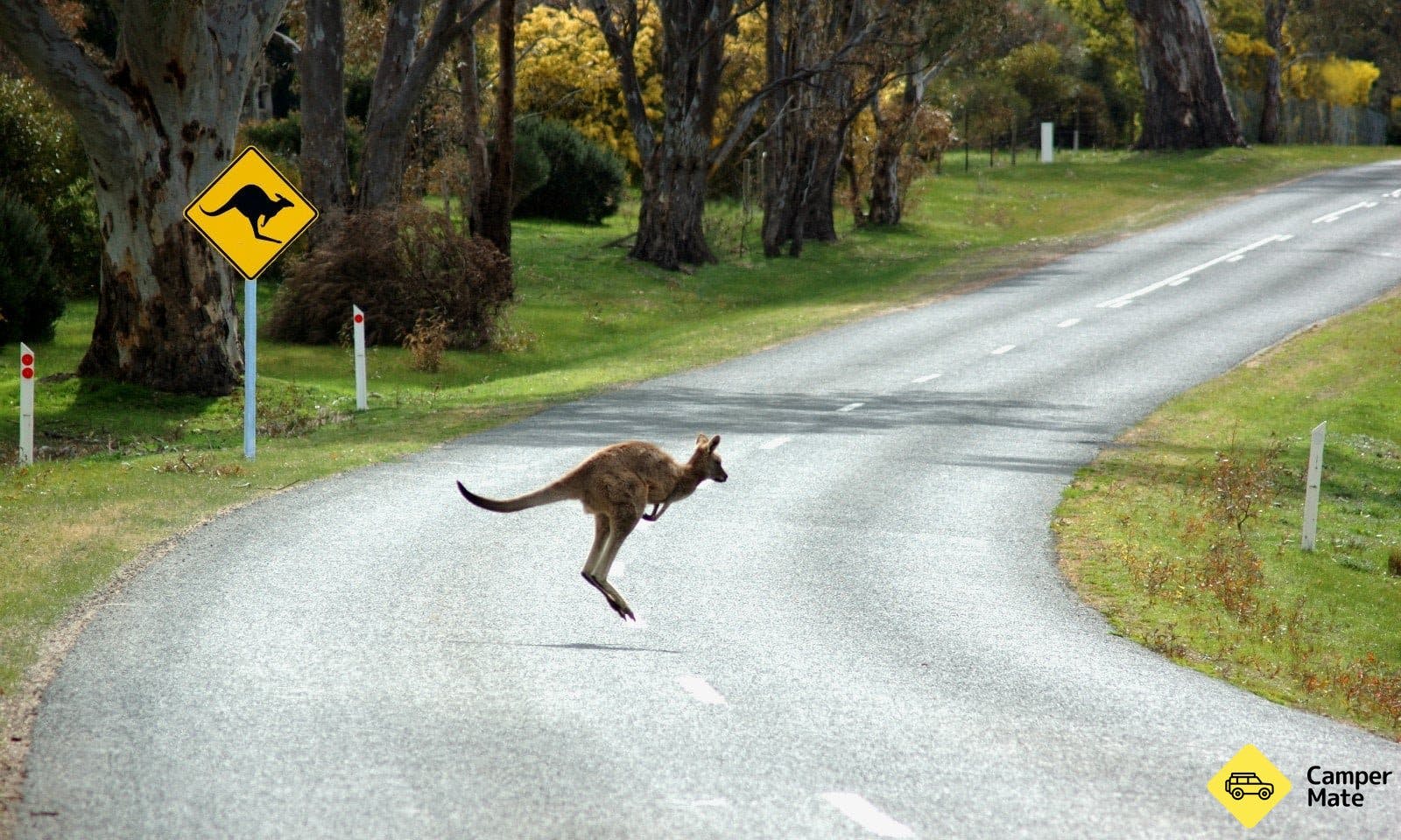 What to Do if You Hit a Roo