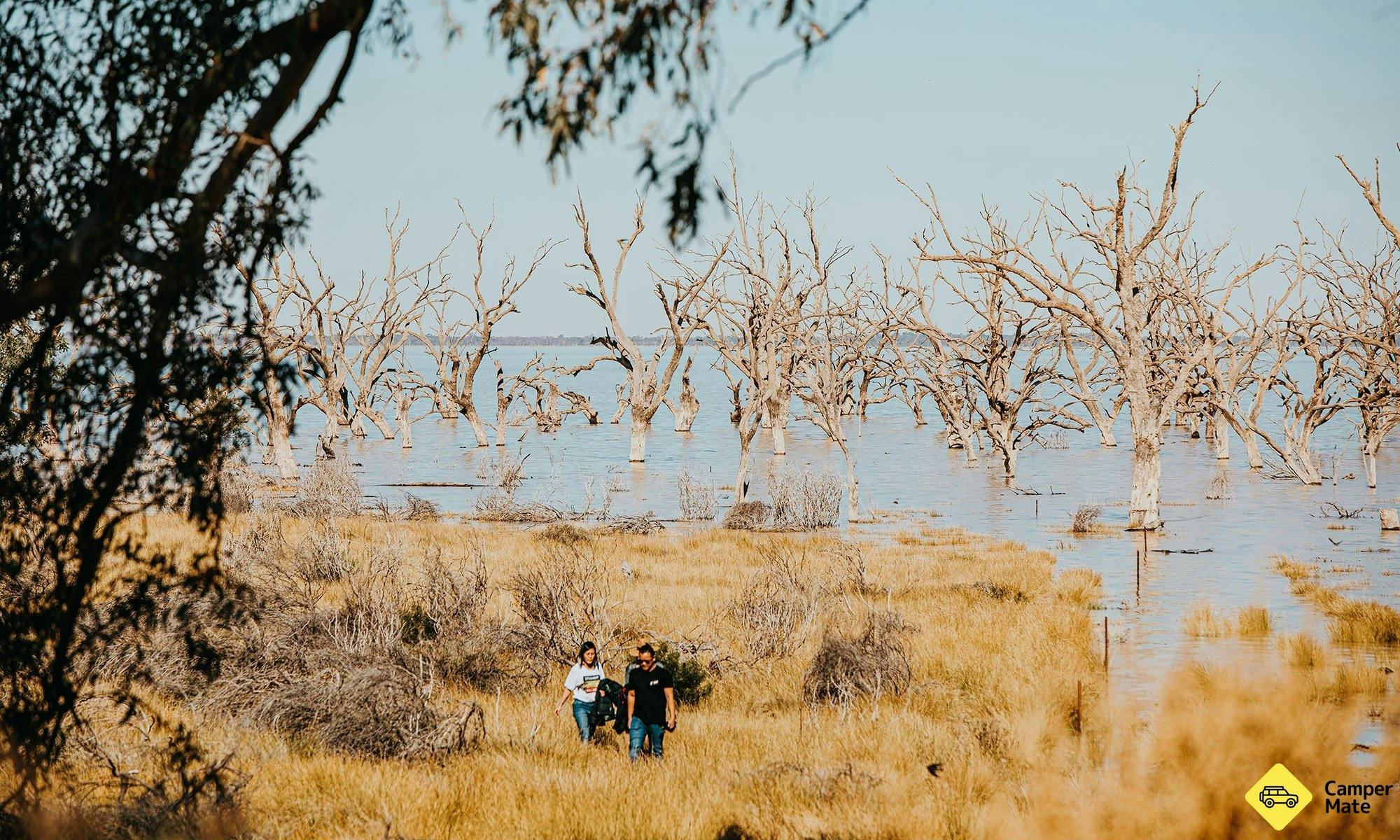 Explore a forest of drowned trees at Menindee Lakes